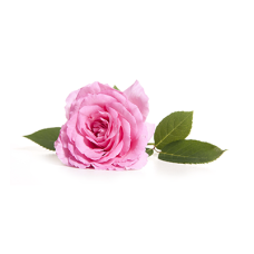 Роза столистная гидролат терапевтический